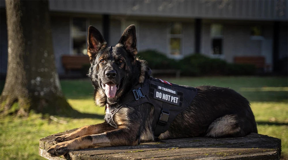 Tactical Dog Harness Set with Collar, Leash, and Accessory Pouches™